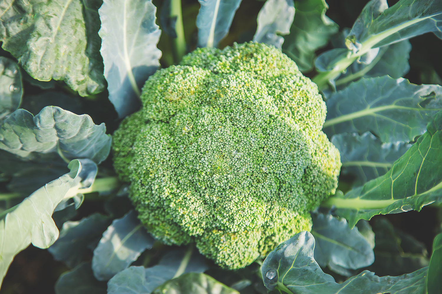 Brokkoli – Nährstoffwunder und gesunder Tausendsassa